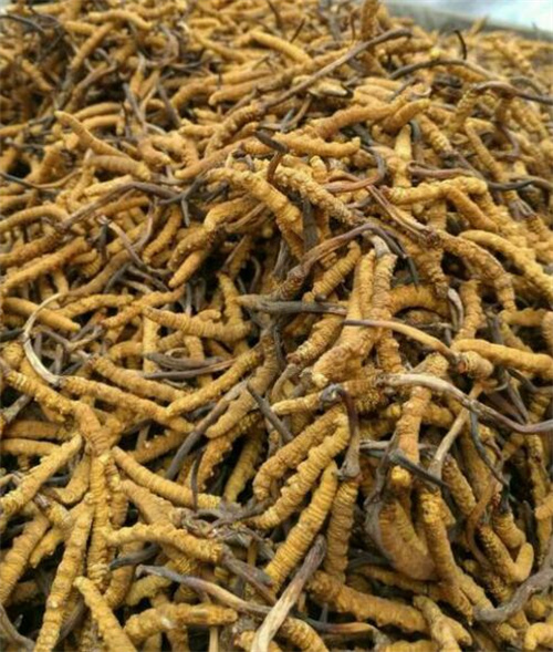 从“软黄金”到人工培育：公斤价21万元人工培育1天可产400公斤(图1)