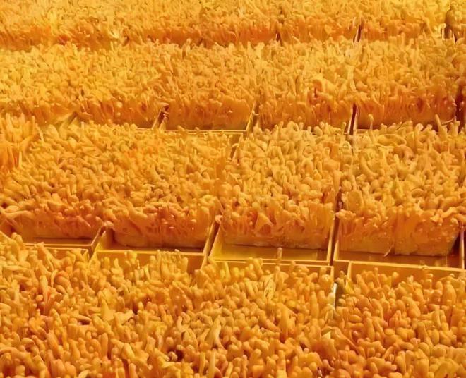70天赚8万！大爷瞒着孩子贷款20万种植虫草花 涉案公司否认诈骗(图2)