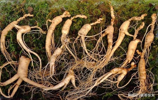 黄金药材种植几年成熟(图1)
