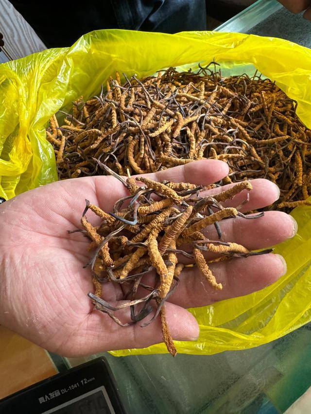 冬虫夏草和人工虫草的区别看完你还会说“差不多”吗？(图2)