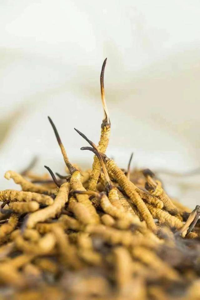 冬虫夏草和人工虫草的区别看完你还会说“差不多”吗？(图1)