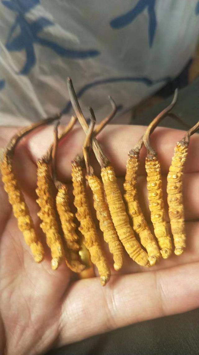 冬虫夏草和人工虫草的区别看完你还会说“差不多”吗？(图3)