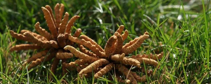 山东广饶：技术人员室内培育北冬虫草(图1)