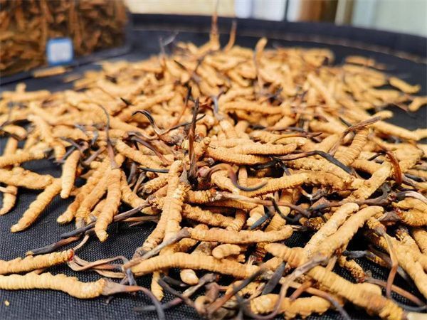 众兴菌业投资123亿元升级冬虫夏草培育工厂金针菇产能调整带来的市场新机遇(图1)