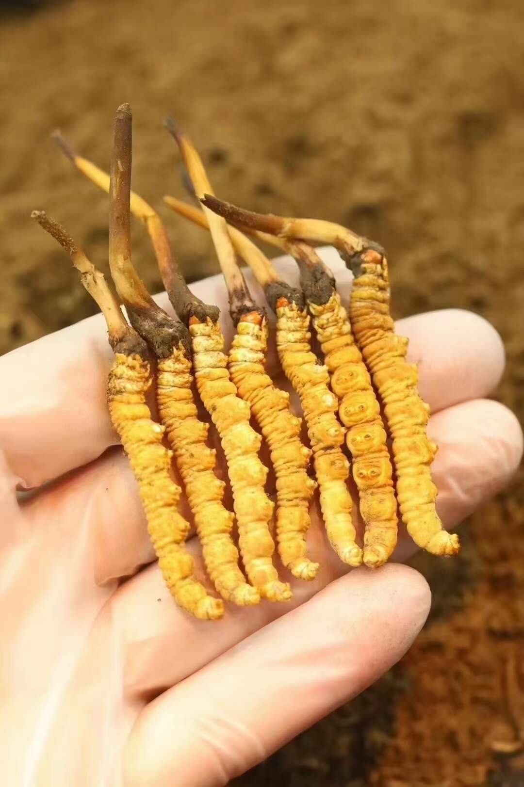 众兴菌业重磅投资123亿元改造工厂冬虫夏草战略布局引关注！(图1)