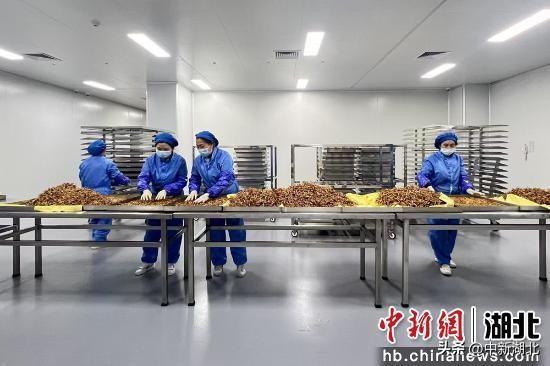 湖北宜都：虫草“下山”撬动百亿产业(图4)