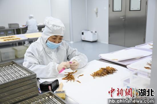 湖北宜都：虫草“下山”撬动百亿产业(图3)