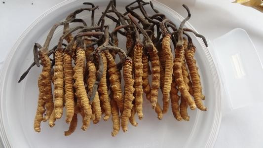 众兴菌业设子公司投5000万培育冬虫夏草项目(图1)