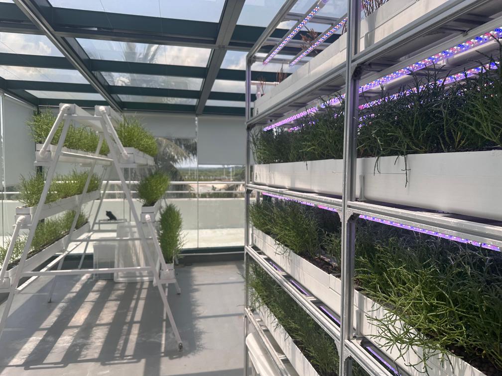 种在盐碱地、灌溉用海水这样的海水蔬菜好吃吗？(图3)