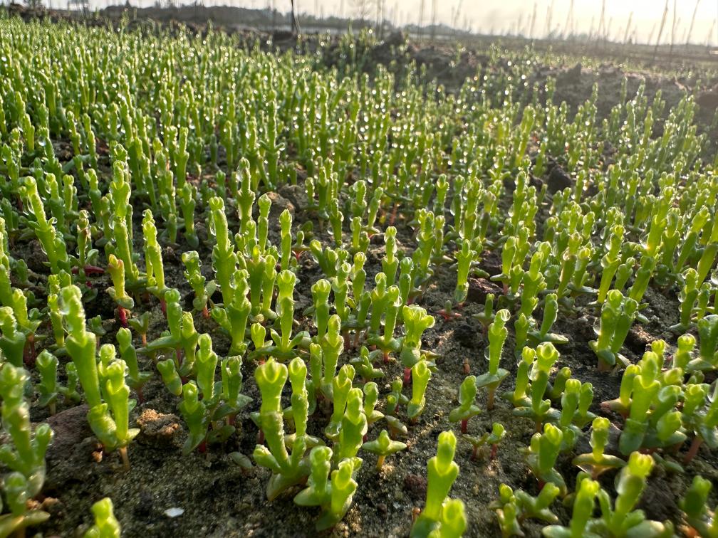 种在盐碱地、灌溉用海水这样的海水蔬菜好吃吗？(图4)