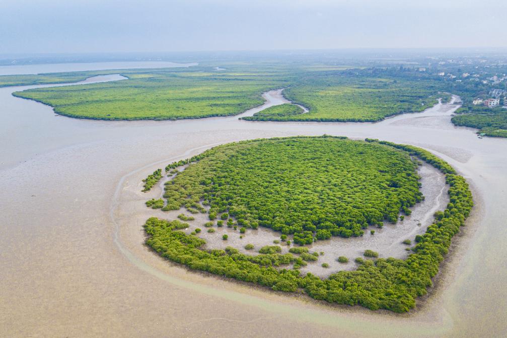 种在盐碱地、灌溉用海水这样的海水蔬菜好吃吗？(图5)