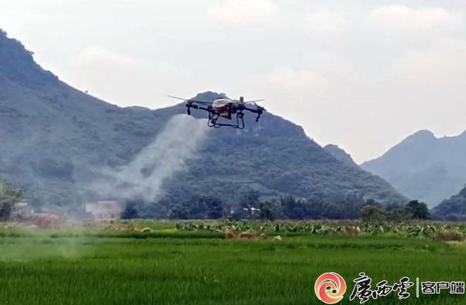未雨绸缪 虫口夺粮｜广西植保专家提醒春耕春种须抓好病虫害防治(图1)