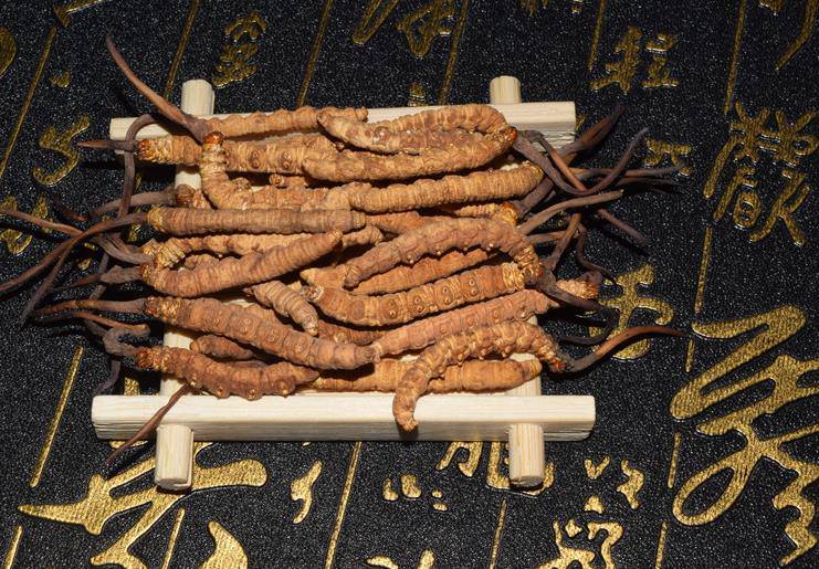 巴塘县召开2025年度虫草资源采集管理部署会(图1)