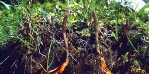 宜昌为何能有一批世界级农业：繁育虫草养殖鲟鱼柑橘魔芋深耕大健康(图1)