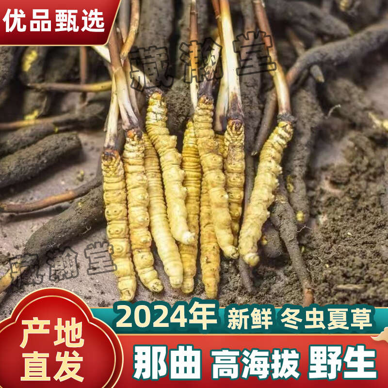 众兴菌业：冬虫夏草工厂化仿生培育项目正在推进中(图1)