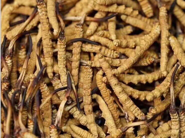 破解人工繁育“密码” 宜昌虫草俏销海外(图1)