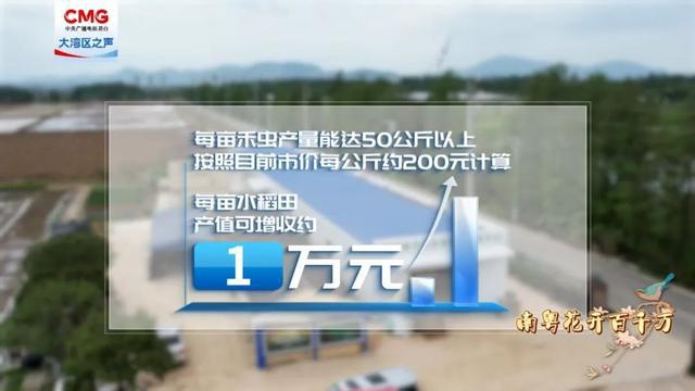 南粤花开百千万 从金融圈到田埂间！澳门青年在稻田养出 “水中虫草”(图5)