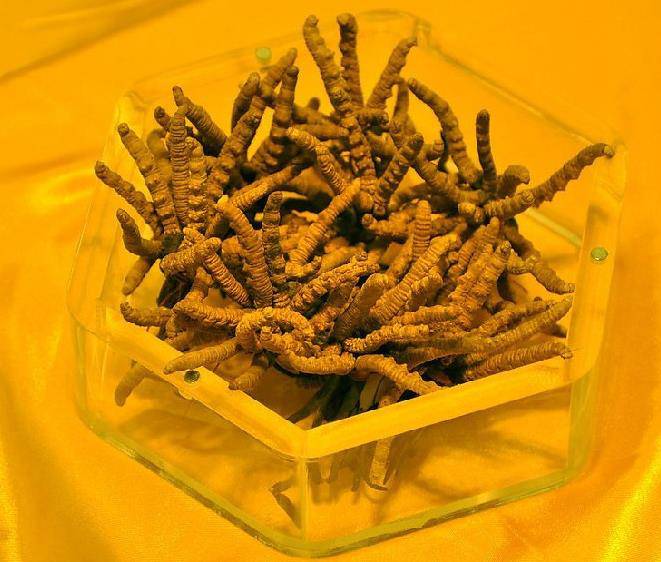 工厂化生产北冬虫草(图1)