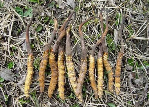 《虫草种植技术》怎样种草种草(图1)