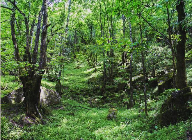 解锁药山：千年本草圣山的生态史诗与产业新生密码(图6)
