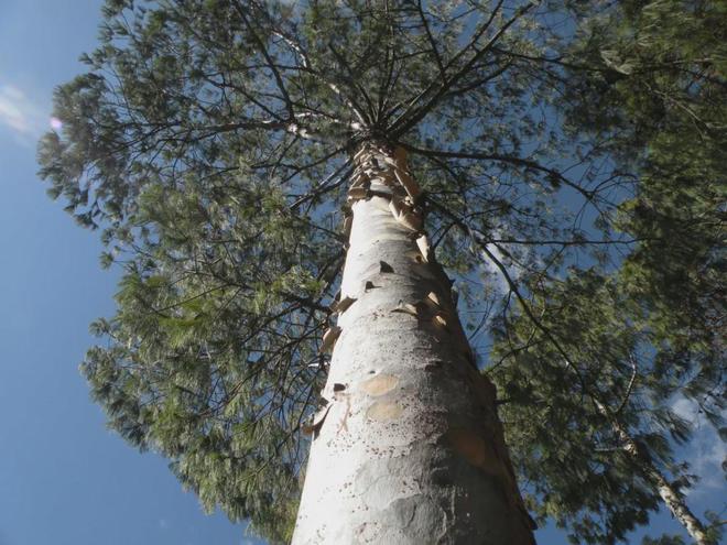 解锁药山：千年本草圣山的生态史诗与产业新生密码(图4)