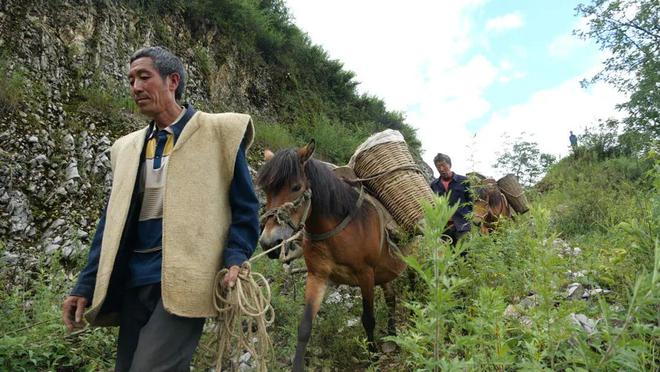 解锁药山：千年本草圣山的生态史诗与产业新生密码(图7)