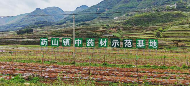 解锁药山：千年本草圣山的生态史诗与产业新生密码(图12)