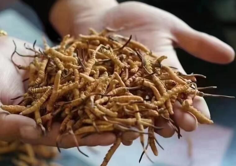 新的一年开始了农村尚未大规模种植中华虫草一亩能赚多少钱？(图1)