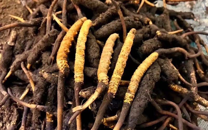 灯塔市明科北虫草种植专业合作社(图1)