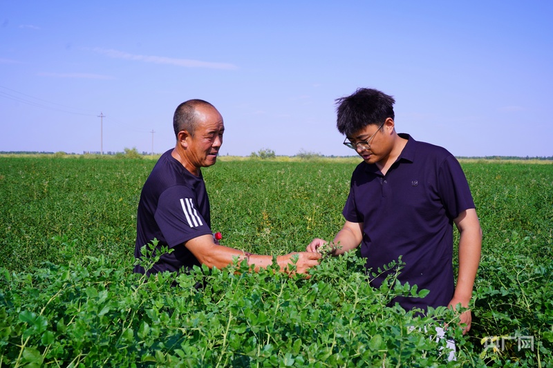 乡村振兴“新”面貌丨中药种植铺就乡村振兴“黄金路”(图2)