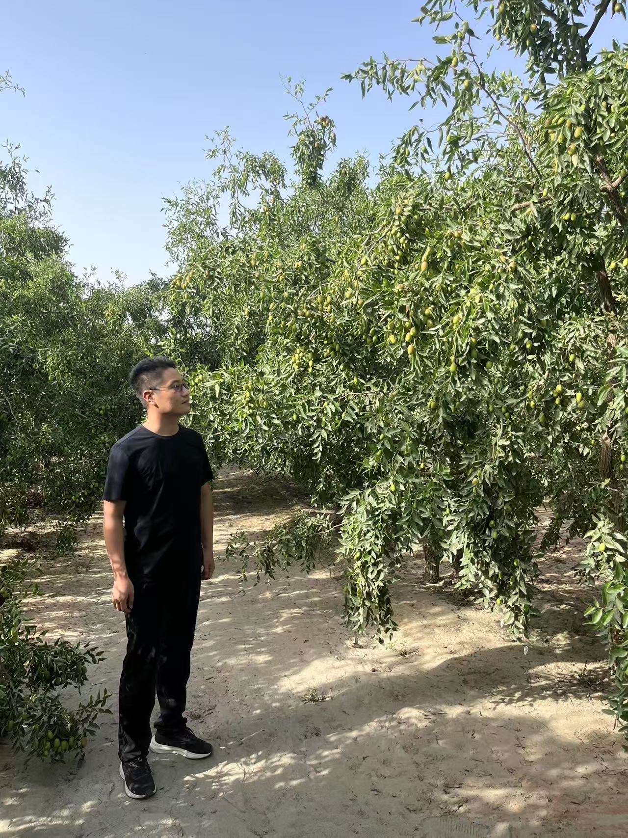 破局食品内卷！满疆山以新疆红枣为支点重塑品质农业新标杆(图1)