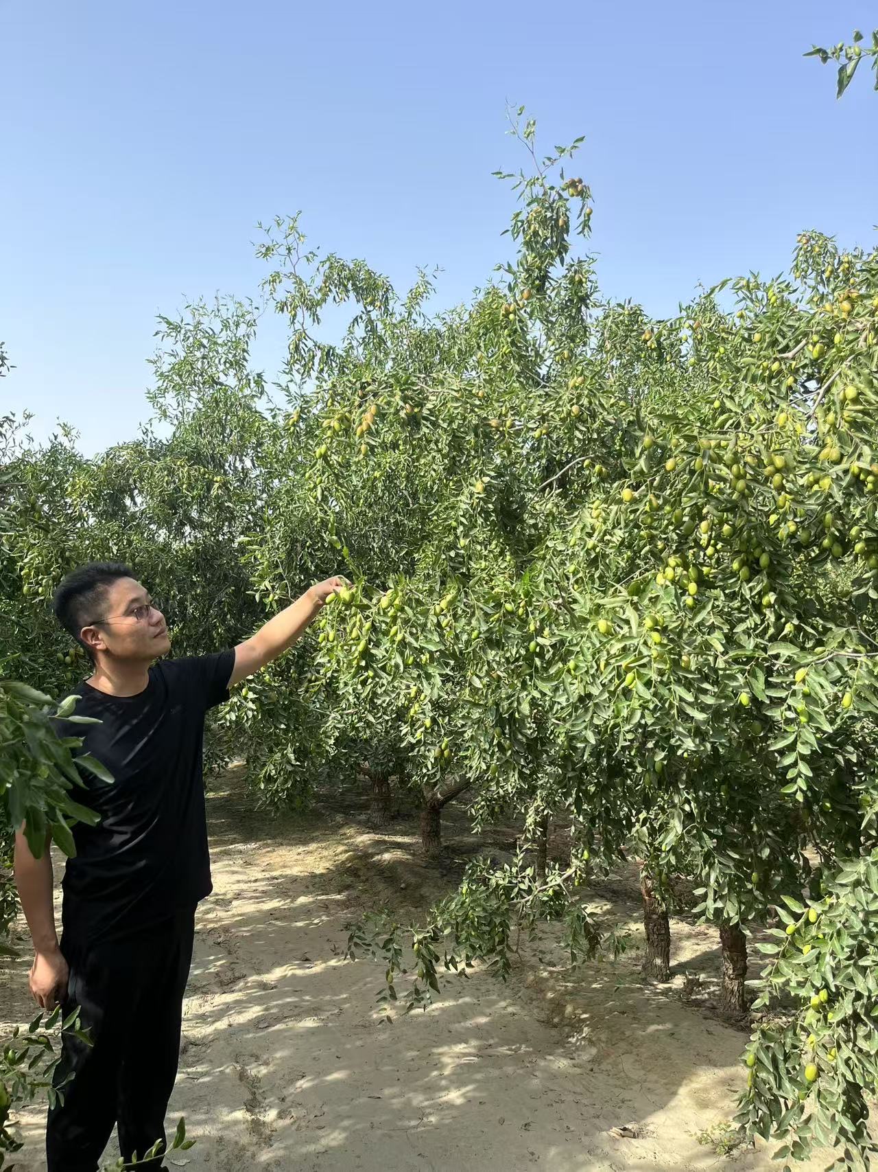 破局食品内卷！满疆山以新疆红枣为支点重塑品质农业新标杆(图2)