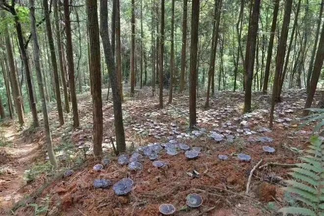 源城改革实践 深入践行“两山”理念激活林下经济——源城区探索林下经济融合发展新路径(图2)