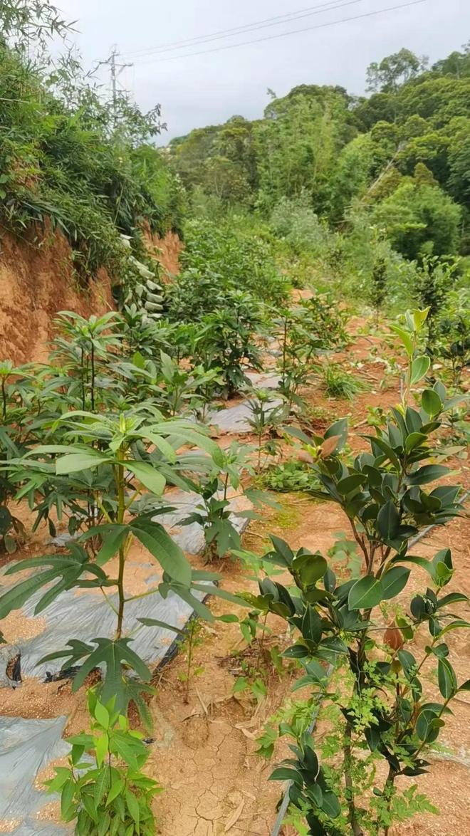源城改革实践 深入践行“两山”理念激活林下经济——源城区探索林下经济融合发展新路径(图1)