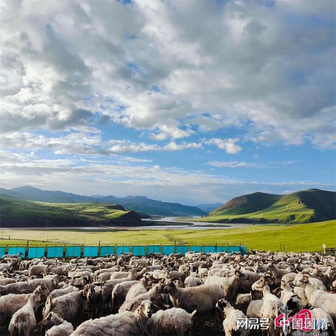 生态治多“羊”气十足！喝江源水吃虫草听音乐的“幸福”羊养成记(图1)