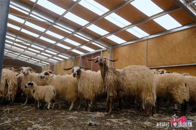 生态治多“羊”气十足！喝江源水吃虫草听音乐的“幸福”羊养成记(图5)