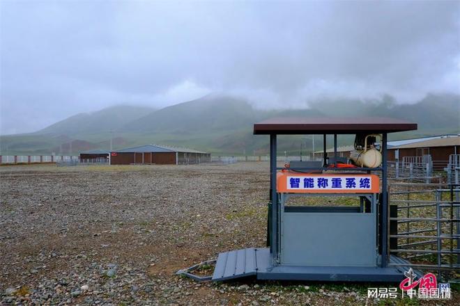 生态治多“羊”气十足！喝江源水吃虫草听音乐的“幸福”羊养成记(图4)