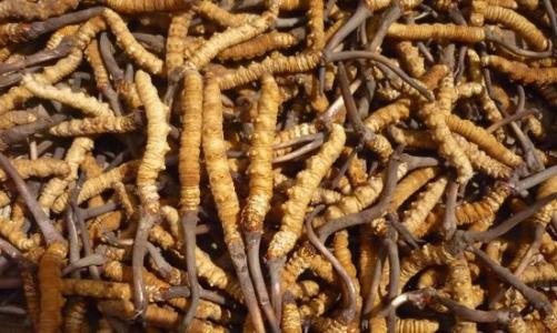 恭喜！山东省农科院9项成果入选2025年国家农业主导品种主推技术(图1)