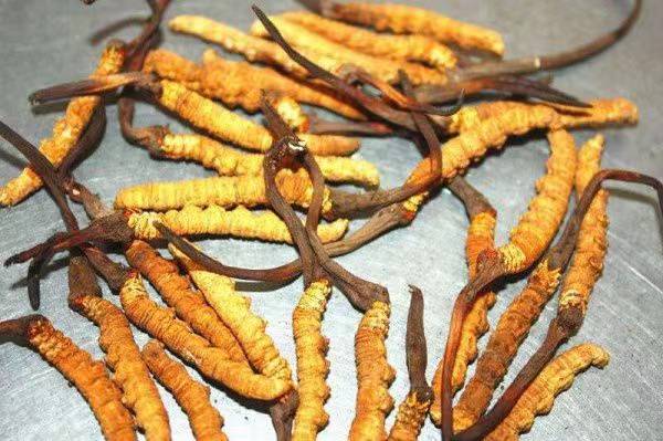 头上挂草的雄麋鹿藏着啥小心思？(图1)