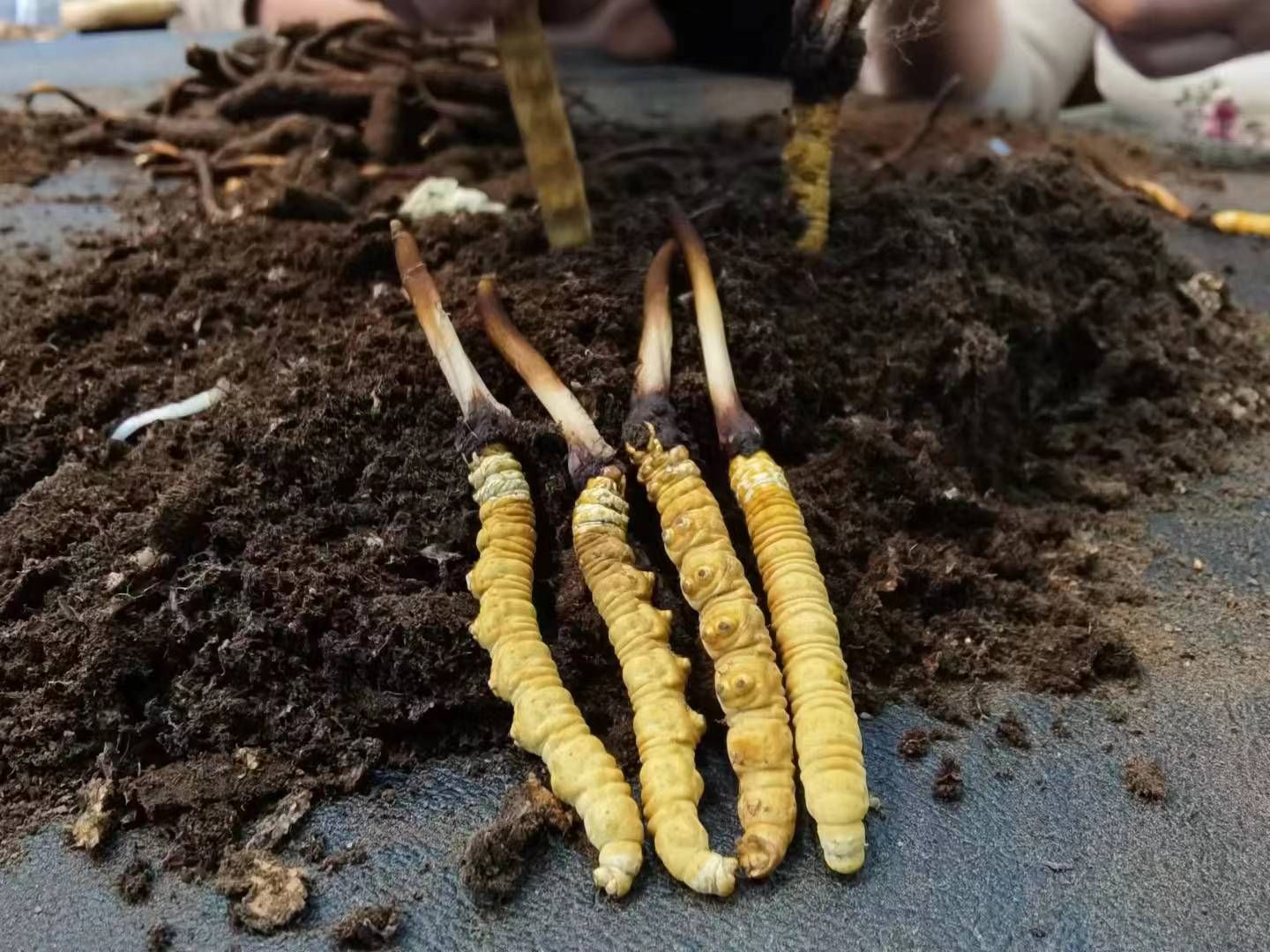 石河子再破花生大面积单产全国纪录！(图1)