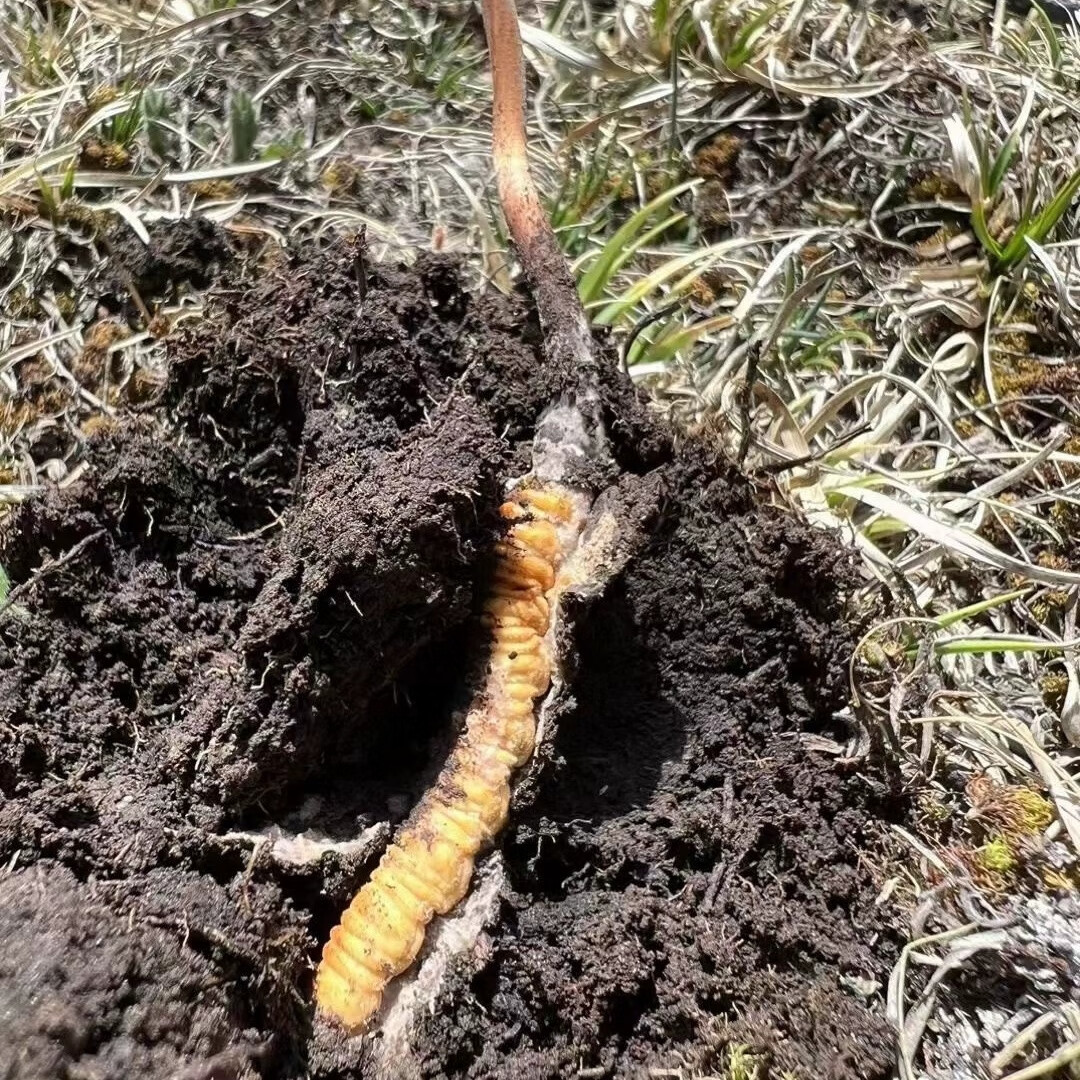 涨停雷达：半年报增长+冬虫夏草+乡村振兴+高股息 众兴菌业触及涨停(图1)