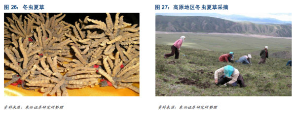 2024年北虫草项目可行性研究报告(图1)