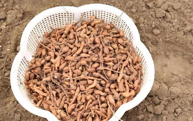 国内首次！92%成活率盐碱地改造大获成功农民开启致富新篇！(图8)