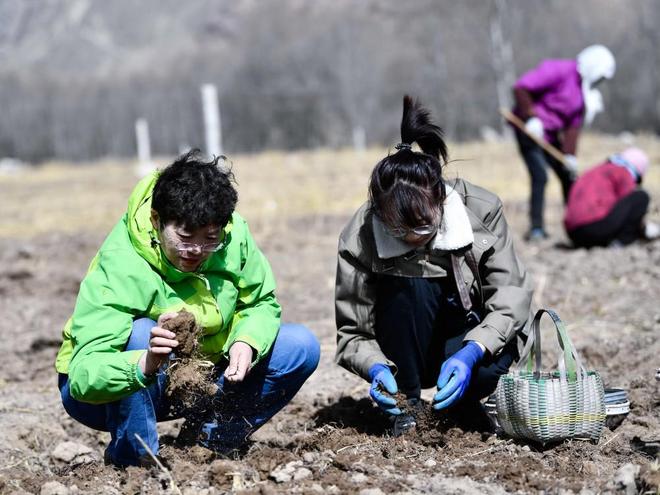 国内首次！92%成活率盐碱地改造大获成功农民开启致富新篇！(图4)