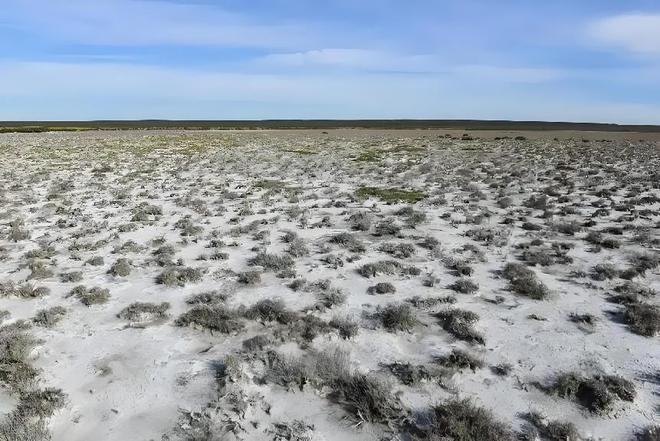 国内首次！92%成活率盐碱地改造大获成功农民开启致富新篇！(图3)