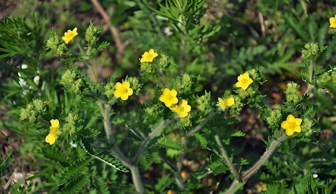 国内首次！92%成活率盐碱地改造大获成功农民开启致富新篇！(图5)