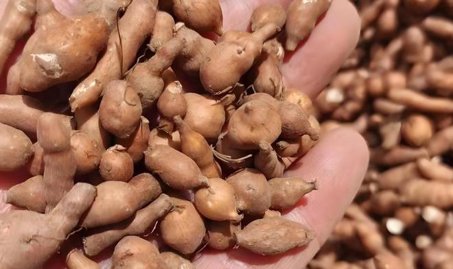 国内首次！92%成活率盐碱地改造大获成功农民开启致富新篇！(图9)