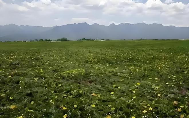 国内首次！92%成活率盐碱地改造大获成功农民开启致富新篇！(图10)