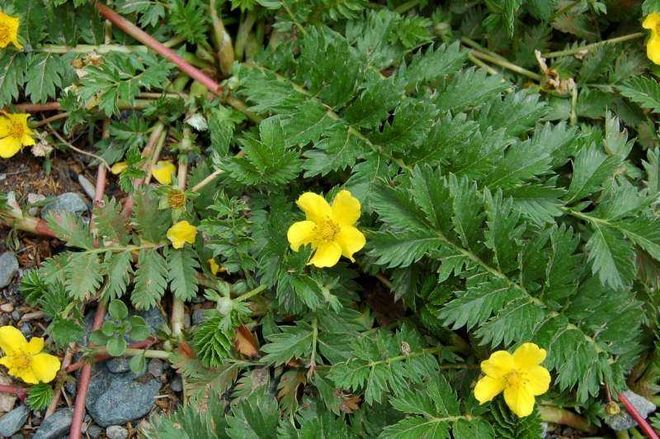 国内首次！92%成活率盐碱地改造大获成功农民开启致富新篇！(图6)