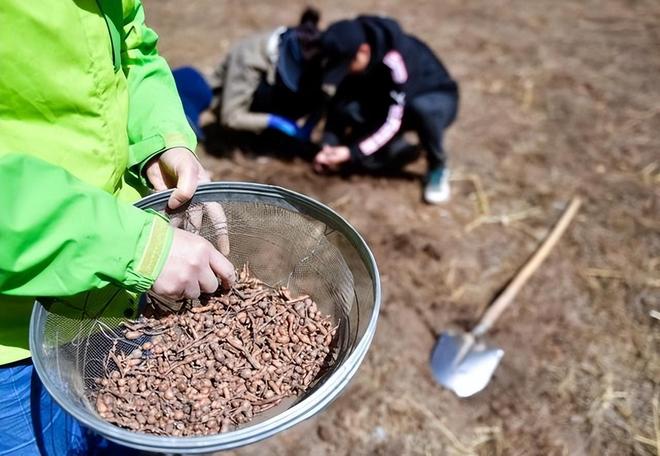 国内首次！92%成活率盐碱地改造大获成功农民开启致富新篇！(图11)